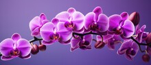 Blooming Purple Orchids