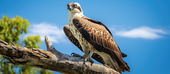 Poster - A bird of prey in Floridas south region