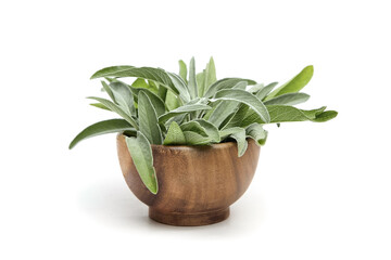 Poster - Sage herb leaves in wooden bowl isolated on white background. Fresh garden sage plant