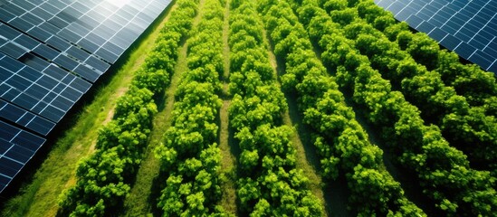 Poster - Aerial view of solar panels in a solar farm with trees and sunlight reflecting