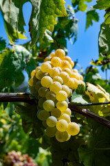 Wall Mural - Vineyard with growing white wine grapes in Lazio, Italy, chardonnay and malvasia grapes