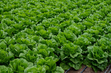 Wall Mural - Farm field with rows of young fresh green romaine lettuce plants growing outside under italian sun, agriculture in Italy.