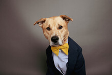 Portrait Of A Labrador Retriever Mix Dog Dressed In A Shirt, Bow Tie And Jacket