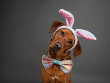 Portrait Of A Red Fox Labrador Retriever Wearing Easter Bunny Ears And A Bow Tie