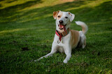 Fototapeta Zwierzęta - Happy adult dog lying on the green grass in a park in Madrid
