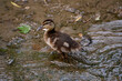 Full body portrait of a young duckling standing on alert