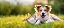 Cute Dog And Cat Lying Together On A Green Grass Field Nature In A Spring Sunny Background