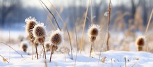 Burdock Drying In Snow With Snow Covered Grass Bushes