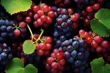 Fresh Bunch Grapes. Fruit Red Harvest. Generate Ai