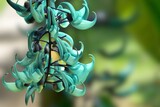 Fototapeta Konie - Jade vine or Emerald vine flower blooming. Strongylodon macrobotrys. The turquoise flowers of strongylodon macrobotrys, also known as jade vine, emerald  or turquoise jade vine, lying on the ground