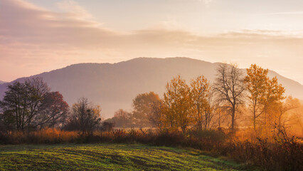 Wall Mural - rural landscape of ukrainian carpathians. mountainous countryside scenery in autumn. trees in fall f