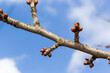 budding buds on a tree branch in early spring macro. Early spring, a twig on a blurred background. The first spring greens