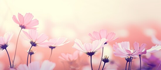 Poster - Flowers as background with soft focus and filtered colors