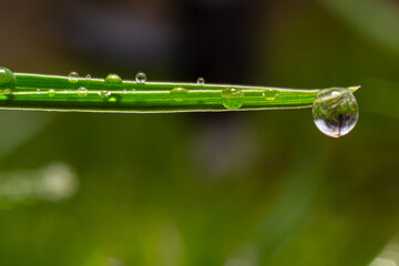 Wall Mural - Water drops on the green grass. Morning dew, watering plants. Drops of moisture on leaves after rain. Beautiful green background on an ecological theme