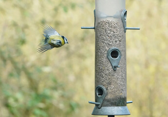 Wall Mural - A blue tit flying in at speed towards a bird feeder. 