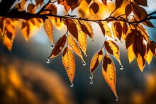 A Tree Branch Hanging Low With Vibrant, Golden Leaves, Adorned With Sparkling Dew Drops That Catch The First Rays Of Dawn.