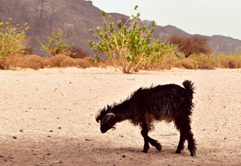 A goat in an arid landscape, in the background rocky formations in the Sahara desert