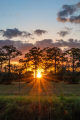 Wall Mural - sunset in the forest