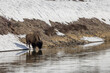 Bison Crossing the Yellowstone River in Yellowstone National Park in Springtime