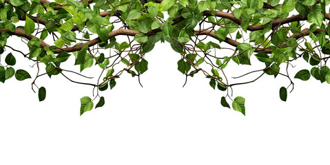 Wall Mural - Panoramic tropical vine hanging ivy plant bush frame or border with copy space for text, branches. Isolated on a transparent background. PNG cutout or clipping path.