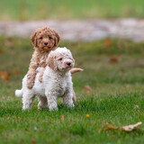 Fototapeta Zwierzęta - Lagotto romagnolo cute puppies