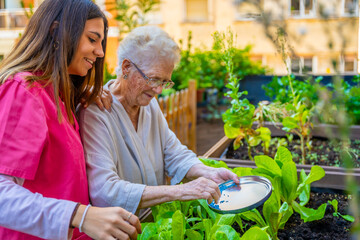 Wall Mural - Senior applying fertilizer to plants in a garden at geriatric