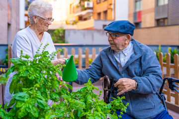 Wall Mural - Elder man and woman watering herbal plants in a geriatric