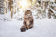 A fluffy big cat sits on the snow in sunny winter forest.
