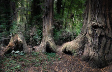 Family Of Redwood Trees Connected At The Base
