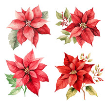 Poinsettia Christmas Decor Watercolor Painting Set On White Background