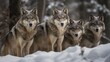 Group of wolves in winter forest. Canis lupus lupus. Wildlife concept with a copy space.