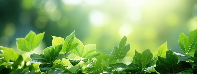 Sticker - Sunlight streaming through lush green leaves, nature's beauty on display, copyspace for text