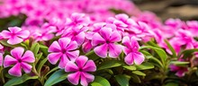 Gorgeous Spring Flowers In Madagascar Are Bright Pink Periwinkles