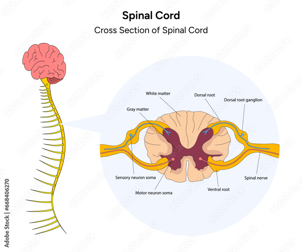 Spinal cord and cross section of spinal cross medical illustration in ...
