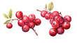 watercolor cranberry isolated.cut-out png.