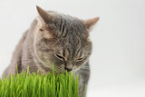 Fototapeta Koty - Cute cat near potted green grass on white background, closeup. Space for text