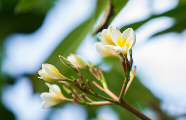 Wall Mural - Plumeria flowers in the garden, Thailand. (Selective focus)