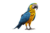 Fototapeta  - side view full body of blue and yellow macaw bird standing isolated on a transparent background. Generative AI