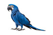 side view full body of hyacinth macaw bird standing isolated on a transparent background. Generative AI
