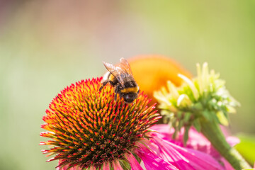 Wall Mural - A closeup shot of a bee collecting pollen on a purple echinacea flower