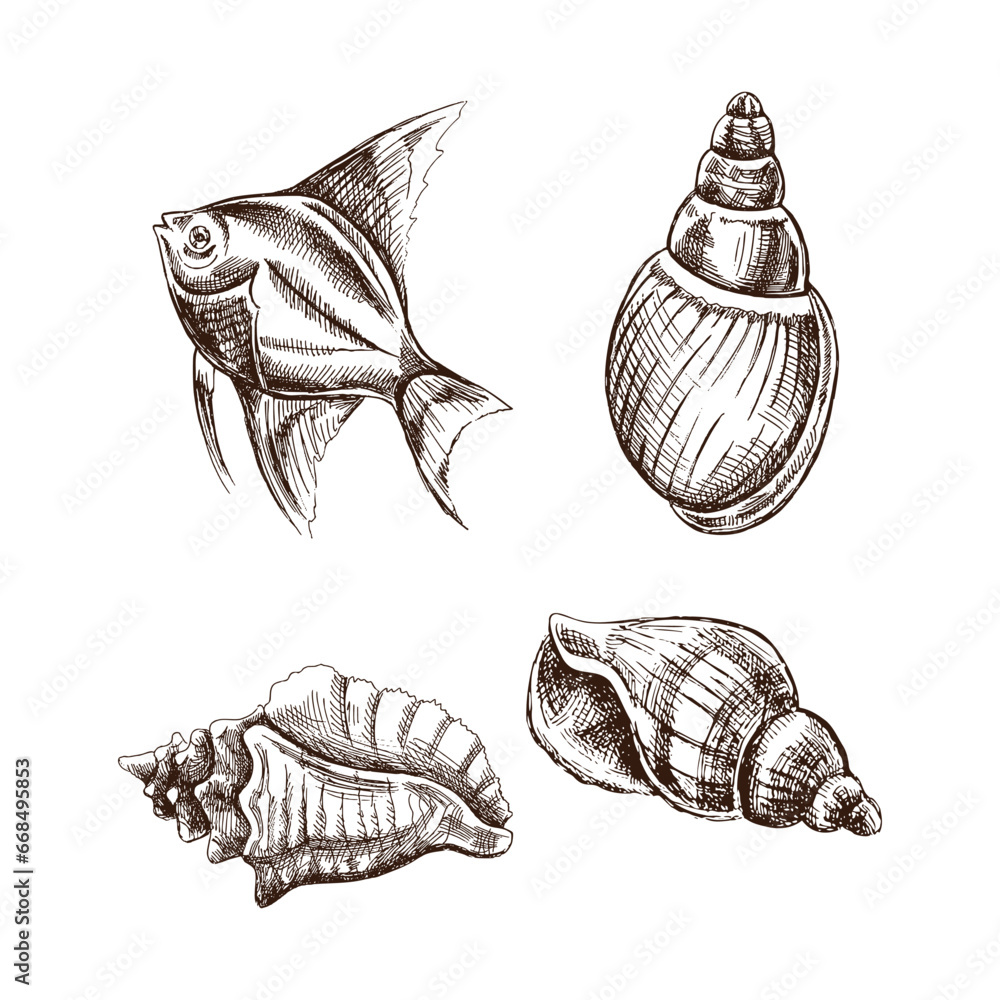 Shellcracker Fish Drawing Seashells, tropical fish vector set. Hand drawn sketch illustration ...