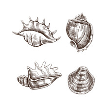 Seashells,  Ammonite Vector Set. Hand Drawn Sketch Illustration. Collection Of Realistic Sketches Of Various Molluscs Sea Shells Of Various Shapes Isolated On White Background.