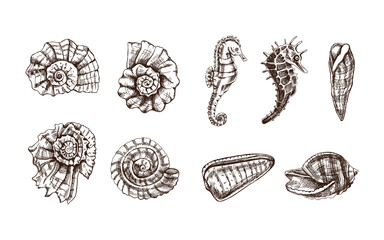 Wall Mural - Seashells,  ammonite, seahorses, whelk vector set. Hand drawn sketch illustration. Collection of realistic sketches of various  ocean creatures  isolated on white background.