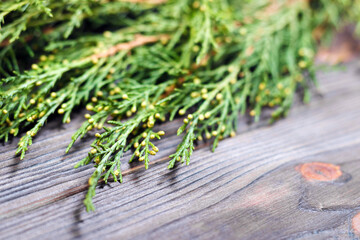 Poster - Fir Tree on wooden background space for lettering