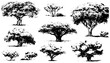 graceful African trees in engraving style. Hand drawn African savannah plant. Vintage botanical illustration on a light isolated background.