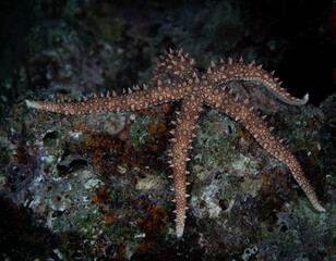 vibrant giant sea star (pisaster giganteus) atop a jagged rock in a tranquil aquatic environment