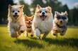 Group of cute dogs running and playing on the green grass in the park. Concept. Products. Pet food.