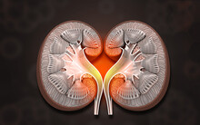 Human Kidney Cross Section Anatomy On Scientific Background. 3d Illustration