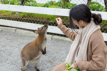 Sticker - Woman feeding kangaroos at zoo park