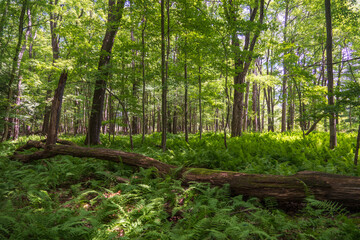  Forest View at Jamestown Audubon Center and Sanctuary